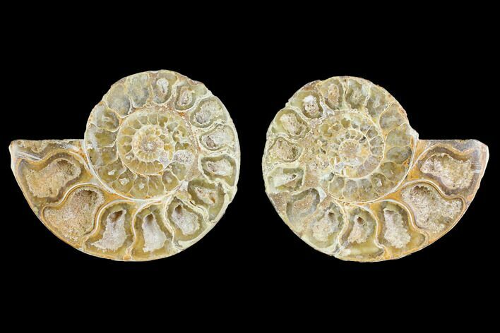 Cut & Polished Agatized Ammonite Fossil- Jurassic #131720